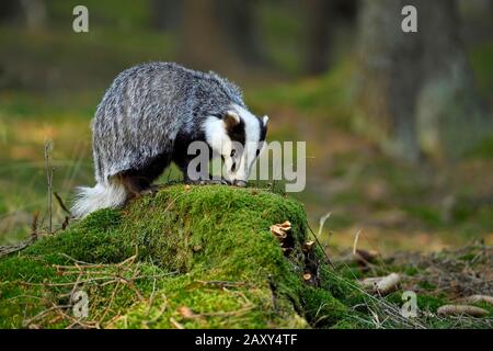 Tasso europeo (Meles meles), seduto su un ceppo di albero coperto di muschio, prigioniero, Foresta Boema, Repubblica Ceca Foto Stock