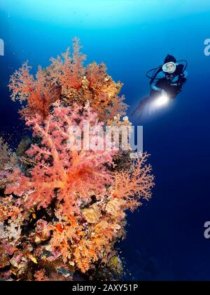 Tuffatore con lampada che guarda la barriera corallina densamente coperta con diversi coralli di pietra (Scleractinia) e coralli molli (Alcyonacea), stretto di Tiran, Sinai Foto Stock