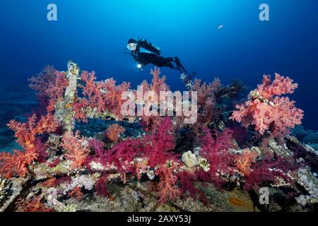 Vista del tuffatore naufragio Yolanda sorse con I Coralli molli di Klunzinger (Dendronephthya klunzingeri), Yolanda Reef, Ras Muhammed, Sharm el Scheikh Foto Stock