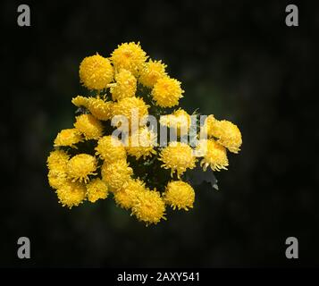 Colorful giallo crisantemo fiore fiorisce su uno sfondo nero Foto Stock