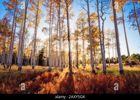 La luce del sole filtra attraverso un boschetto di alberi d'Aspen autunnali con colori brillanti in autunno a Hart Prairie vicino a Flagstaff, Arizona, Stati Uniti Foto Stock