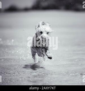 Un puppy spoofing che corre attraverso l'acqua sulla sabbia alla spiaggia in Queensland, Australia Foto Stock