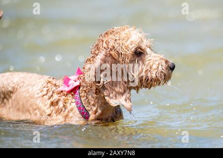 Un puppy spoodle alla spiaggia dimostra il cane bagnato sguardo. Foto Stock