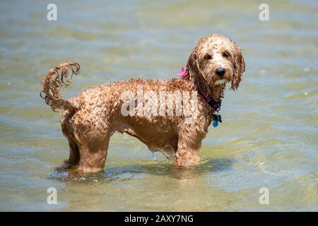 Un puppy spoodle alla spiaggia dimostra il cane bagnato sguardo. Foto Stock