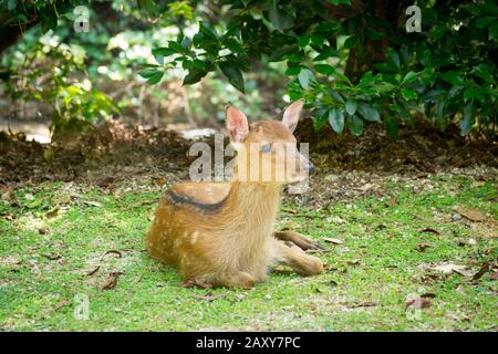 Una seduta Sika cervo (Cervus nippon) fawn sull'isola di Miyajima, Prefettura di Hiroshima, Giappone. Foto Stock