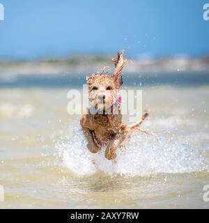 Un puppy spoofing che corre attraverso l'acqua sulla sabbia alla spiaggia in Queensland, Australia Foto Stock