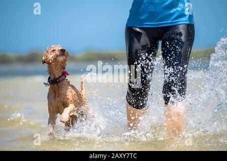 Un puppy spoodle che gioca alla spiaggia che corre attraverso l'acqua accanto al suo proprietario Foto Stock