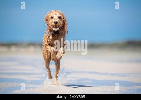 Un puppy spoofing che corre attraverso l'acqua sulla sabbia alla spiaggia in Queensland, Australia Foto Stock