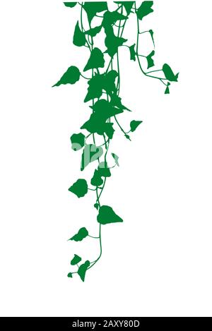 Foglie d'edera silhouette Illustrazione Vettoriale