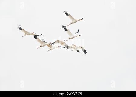 Gregge di gru siberiane che sorvolano la Wuxing Farm, Nanchang nel bacino del lago di Poyang nella Cina centro-orientale Foto Stock