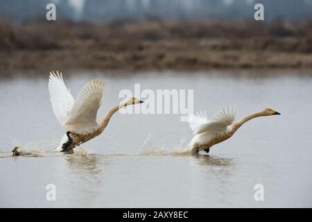 Whooper Swans (Cygnus cygnus) decollare dal lago a Wuxing Farm, Wuxing Nanchang, Poyang Lake Basin, Cina centro-orientale Foto Stock