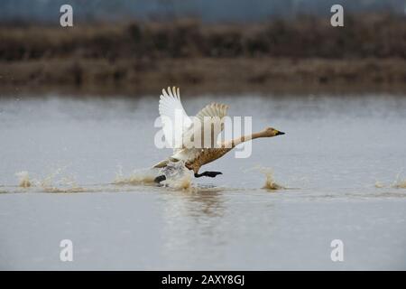 Whooper Swan (Cygnus cygnus) decollare dal lago a Wuxing Farm, Wuxing Nanchang, Poyang Lake Basin, Cina centro-orientale Foto Stock