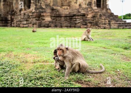 Macque A Coda Lunga A Phra Prang Sam Yot (Tempio Delle Scimmie), Lopburi, Thailandia Foto Stock