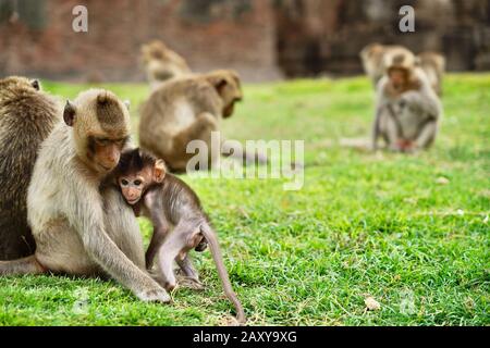 Macque A Coda Lunga A Phra Prang Sam Yot (Tempio Delle Scimmie), Lopburi, Thailandia Foto Stock