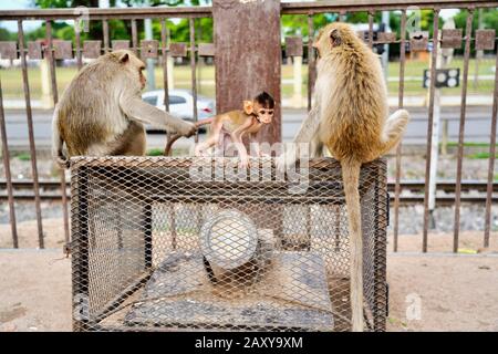 Macque A Coda Lunga A Phra Prang Sam Yot (Tempio Delle Scimmie), Lopburi, Thailandia Foto Stock