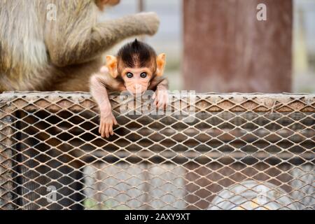 Macque A Coda Lunga A Phra Prang Sam Yot (Tempio Delle Scimmie), Lopburi, Thailandia Foto Stock