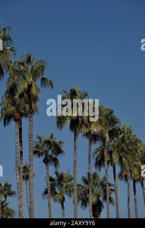 Un gruppo di palme alte contro un cielo blu. Foto Stock