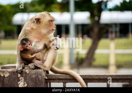 Macque A Coda Lunga A Phra Prang Sam Yot (Tempio Delle Scimmie), Lopburi, Thailandia Foto Stock