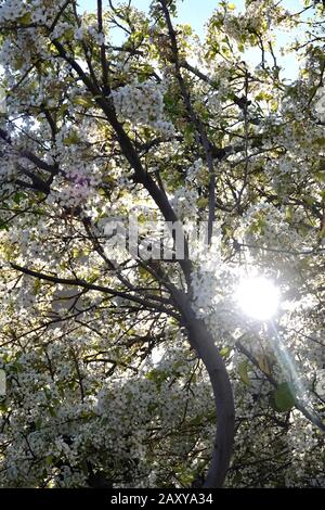 Fiori bianchi sbocciano su un albero durante la stagione primaverile. Foto Stock