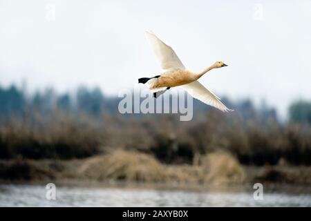 Whooper Swan (Cygnus cygnus) che sorvola Wuxing Farm, Nanchang, Poyang Lake Basin, Cina centro-orientale Foto Stock