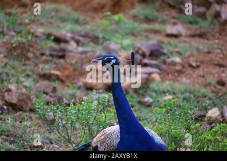 primo piano di testa di pavone in natura, concetto per la bellezza, ritratto di maschio pavone, pavone uccello immagini Foto Stock