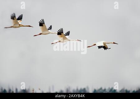 Gregge di gru siberiane che sorvolano la Wuxing Farm, Nonchang nel bacino del lago di Poyang nella Cina centro-orientale Foto Stock