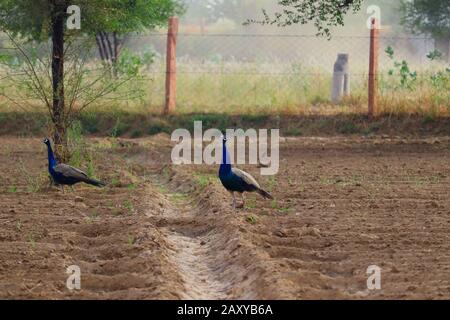 corpo pieno di un uccello maschio pavone ricerca cibo sulla fattoria agricola , concetto di bellezza, immagini pavone Foto Stock