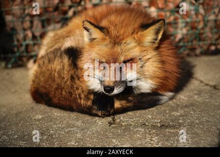 Volpi Al Zao Fox Village, Miyagi, Giappone Foto Stock