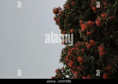 foto a colori dell'eucalipto con fiori rossi che vengono visitati da un'ape Foto Stock