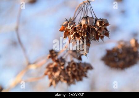 Infiorescenza con semi vegetali su sfondo blu cielo. Primo piano Foto Stock