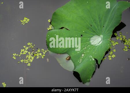 Gocce d'acqua nella grande foglia verde di un fiore di loto che cresce in uno stagno nel Parco Lotus Lianhu, Xian, Cina Foto Stock