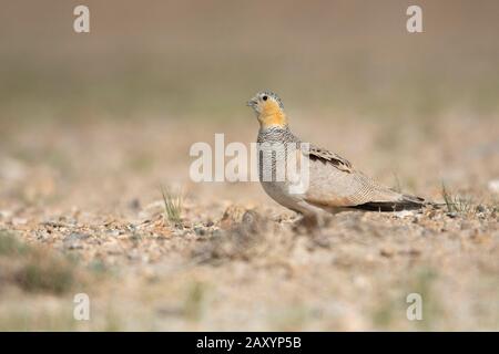 Sandgrouse Tibetano, Syrhaptes Tibetanus, Ladakh, Jammu E Kashmir, India Foto Stock