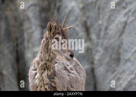 Pecora blu o bharal, Pseudois nayaur, Ladakh, Jammu e Kashmir, India Foto Stock