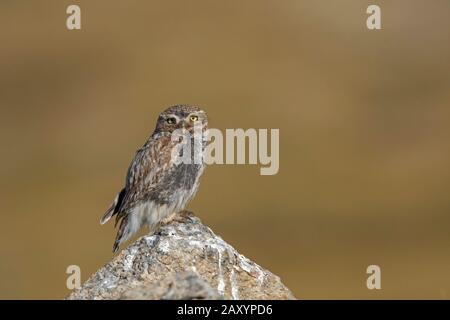 Little Owl, Athene Noctua, Ladakh, Jammu E Kashmir, India Foto Stock