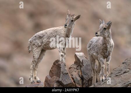 Pecora blu o bharal, Pseudois nayaur, Ladakh, Jammu e Kashmir, India Foto Stock