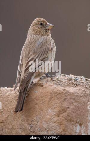 Comune rosefinch, Carpodacus erythrinus, femmina, Ladakh, Jammu e Kashmir, India Foto Stock