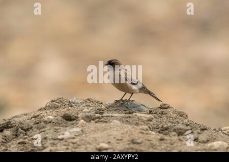 Brandt's Mountain Finch o Black-headed mountain-finch, Leucosstitte brandti, Ladakh, India Foto Stock