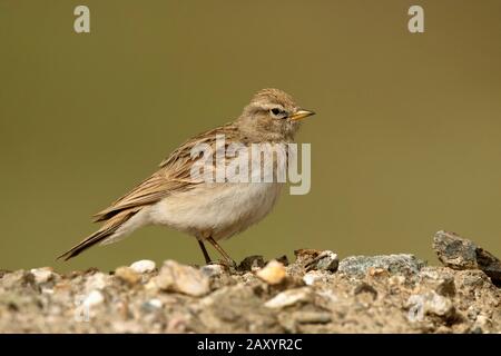 Humes Lark, Calandrella Acutirostris, Ladakh, India Foto Stock