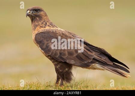 Buzzard Di Upland, Buteo Hemilasius, Ladakh, India Foto Stock