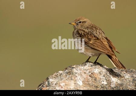 Humes Lark, Calandrella Acutirostris, Ladakh, India Foto Stock