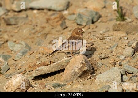 Finch mongolo maschio, Eremopsaltria mongolica, Ladakh, India Foto Stock