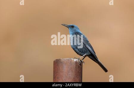 Blue Rock Thrush, Monticola Solitarius, Ladakh, India Foto Stock