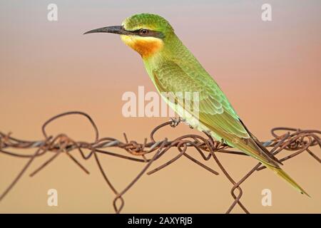 Ape-eater blu-cheked, Merops persicus, Parco Nazionale del deserto, Rajasthan, India Foto Stock