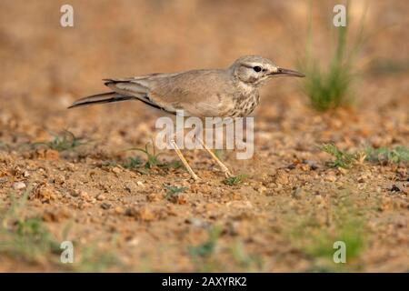 Grande hoopoe-lark, alaudipes Alaemon, Parco Nazionale del deserto, Rajasthan, India Foto Stock