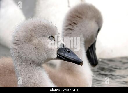 I cygnets cigni di tre settimane di muto con le loro piume grigie lanuginose e i becchi neri, i cygnets cigni muti del cigno diventano completamente bianchi a circa tre anni di a Foto Stock