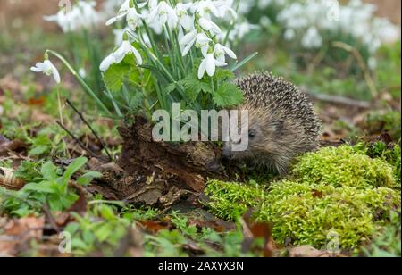 Hedgehog, (nome scientifico: Erinaceus Europaeus) Selvaggio, nativo, europeo hedgehog di fronte a sinistra in habitat naturale boschivo in primavera con gocce di neve Foto Stock