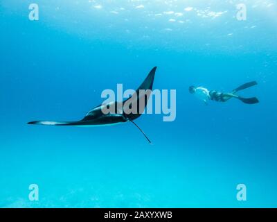 Vista subacquea del gigante hovering oceanic manta ray, Manta Birostris , e uomo free diving in blu oceano. La visione di mondo sottomarino durante l avventura Foto Stock