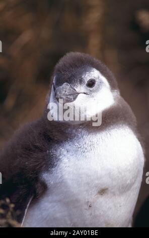 Junger Magellan Pinguin, Sphensiscus magellanicu, argentinia, argentinien Foto Stock