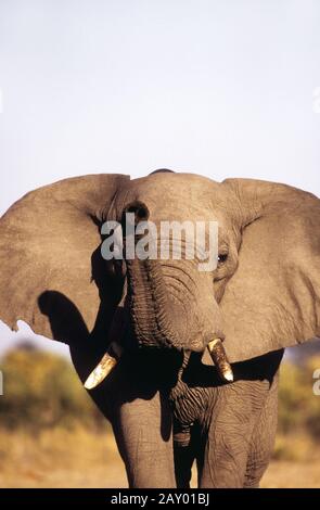 Elefant, elefante africano, Loxodonta africana, Chobe Nationalpark, Botswana, Afrika, africa Foto Stock