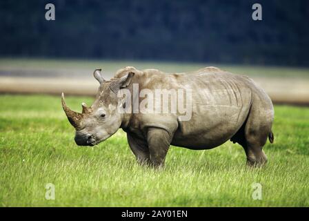 Breitmaulnashorn, Rhinoceros Bianco, Lago Nakuru, Kenia, Kenya, Afrika, Africa Foto Stock